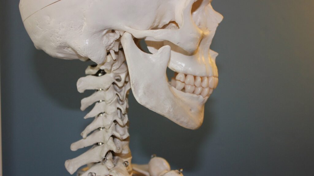 Unlocking Jaw Stem Cells: Pioneering Repair and Regeneration